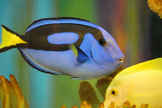 modrá rybka